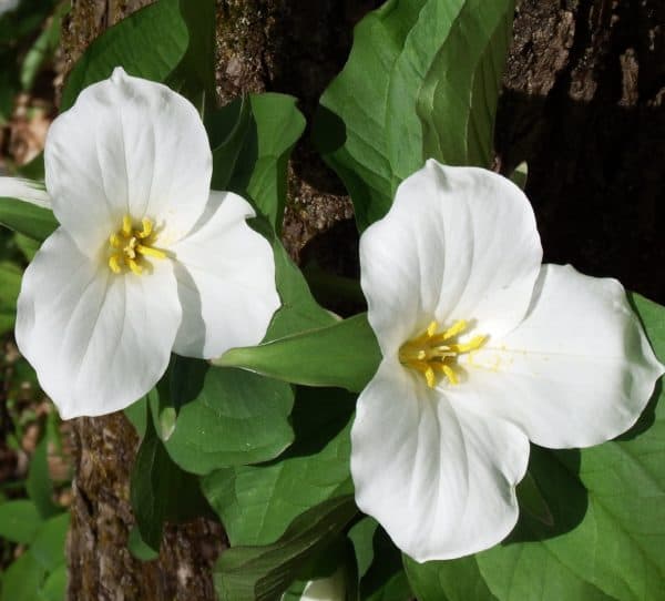 Speaker on Trilliums