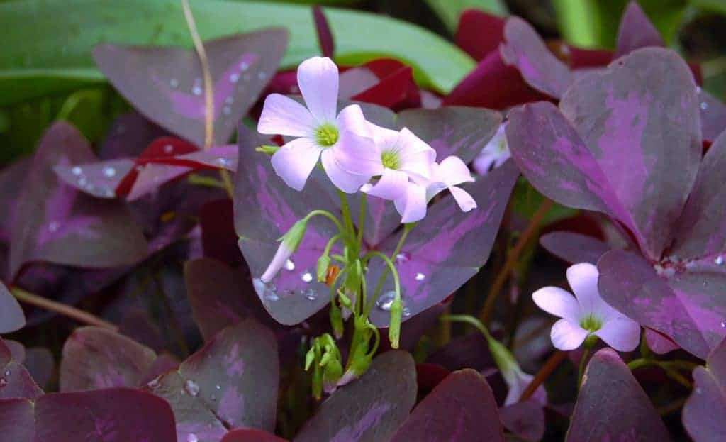 Caring for oxalis