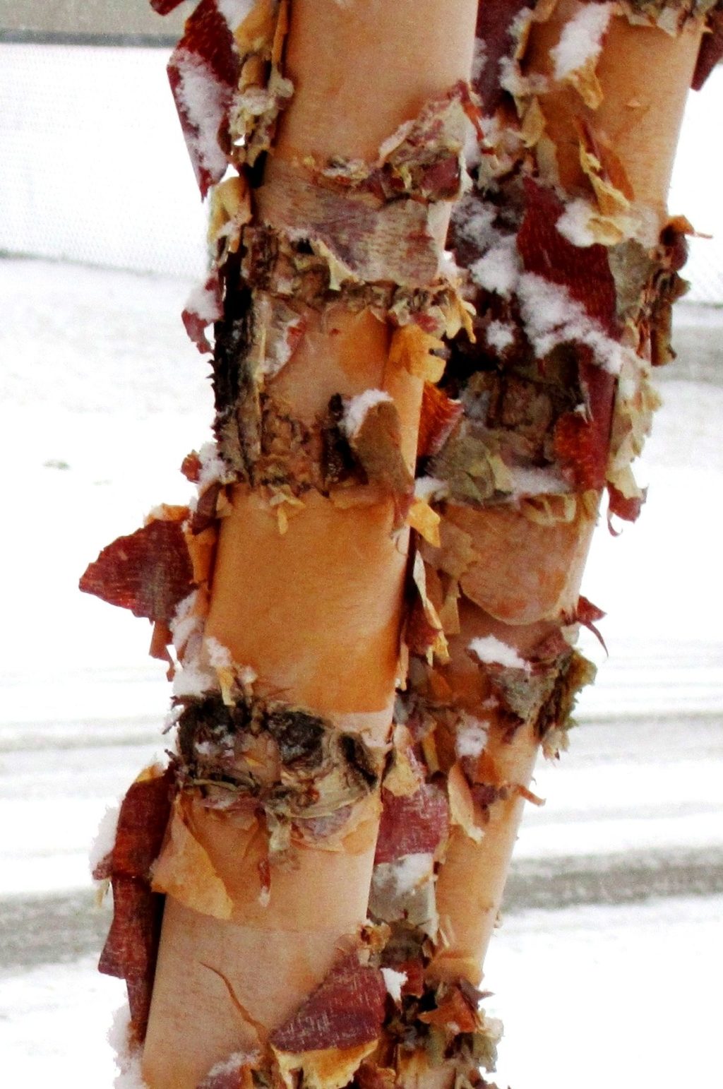 River birch at winter’s end