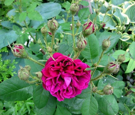 'Etna' rose (Photo by Brendan Zwelling)