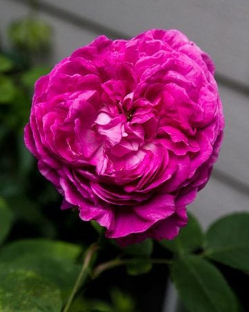 Rose care in moist conditions