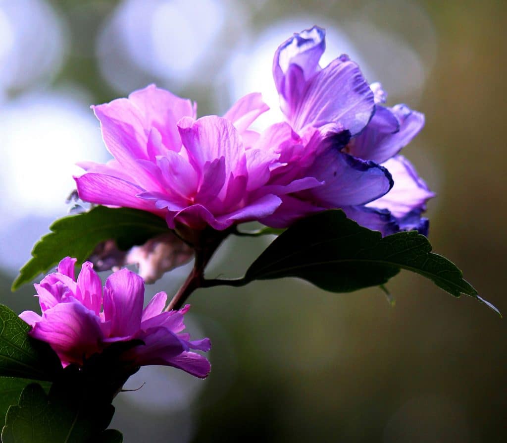 Rose of Sharon shines on