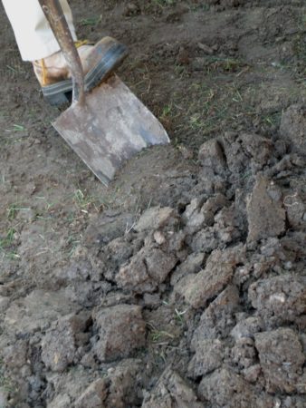 If the soil beneath your lawn is compacted clay, you should use a core aeration machine to cut out soil plugs (Photo by Joanne Young)