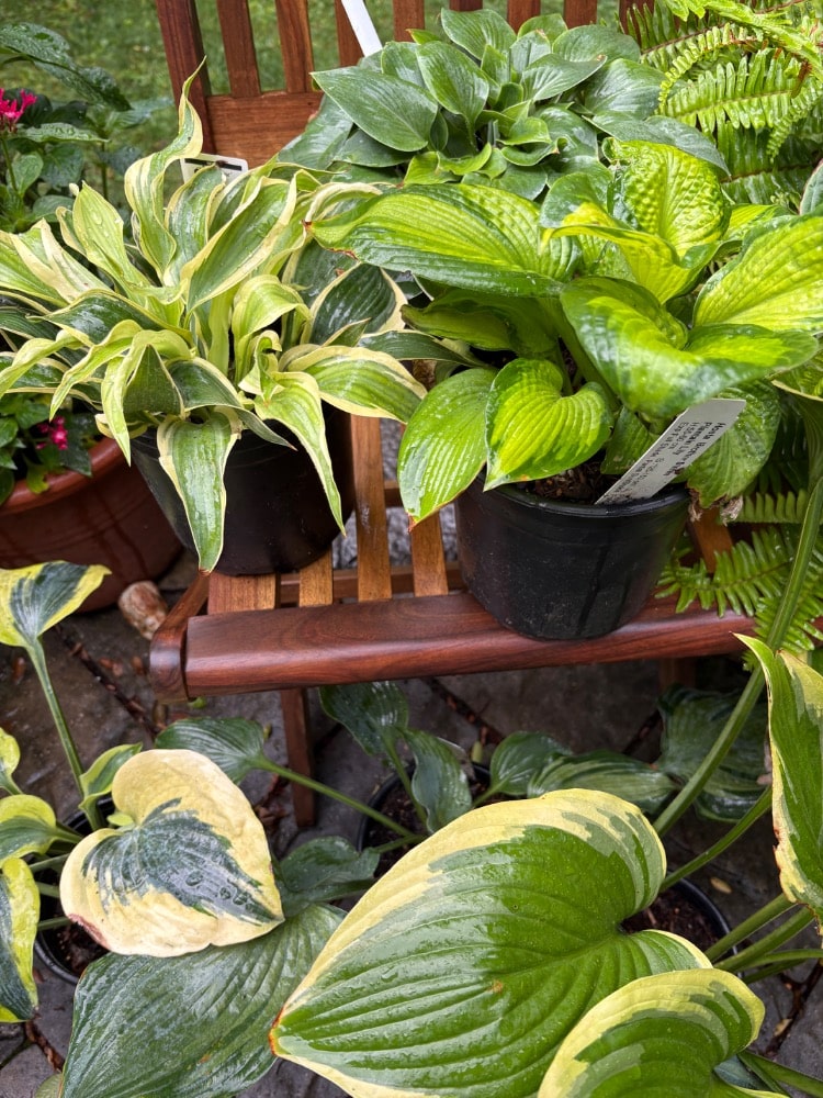 hostas on chair
