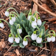 Celebrating snowdrops