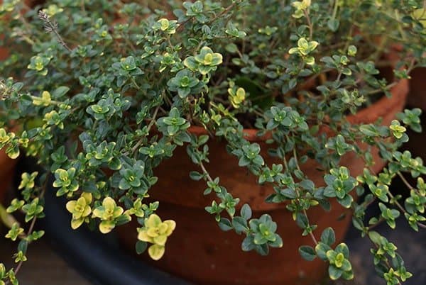 growing thyme in zone 9
