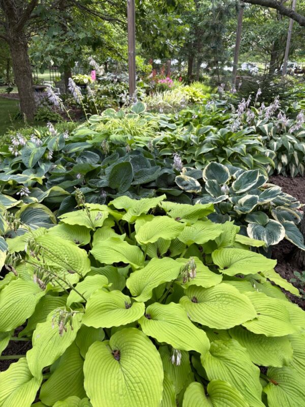 Lots of hosta choices at a specialty nursery