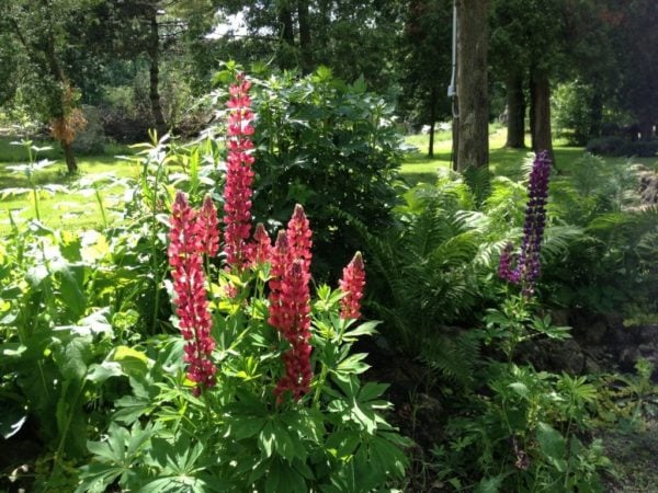 How to grow lupines
