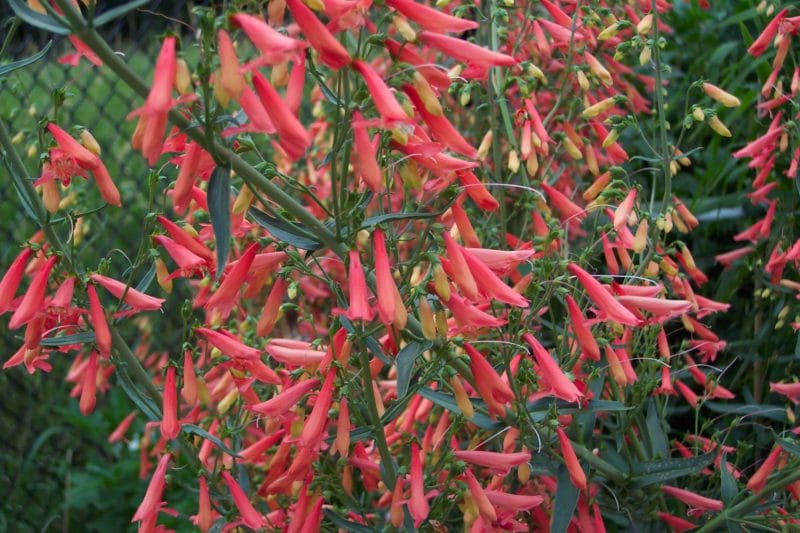 CANCELLED: Annual Plant Sale in Markham