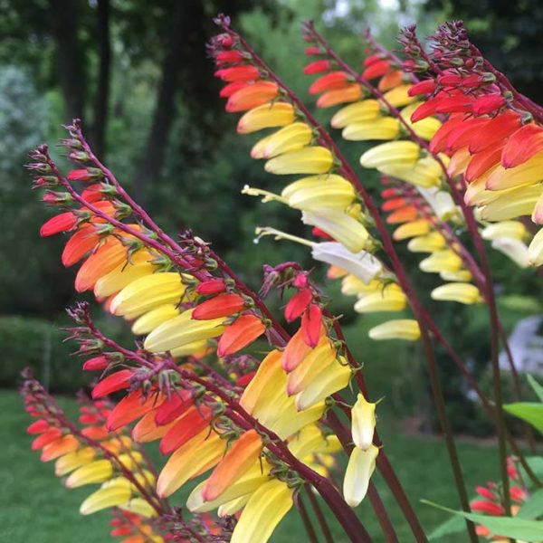 Spanish Flag Vine